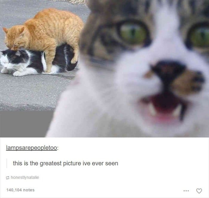 animales-tumblr-posts-cat-photobomb