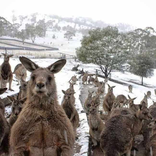 animales-en-campo-de-nieve-en-australia