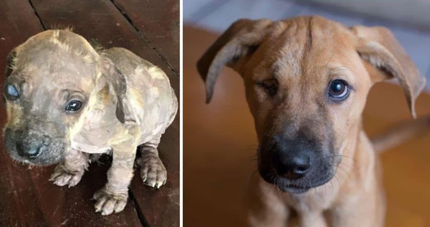 rescatados-perros-pequeños-encontrados-en-méxico-transportados-a-canadá-rescatados