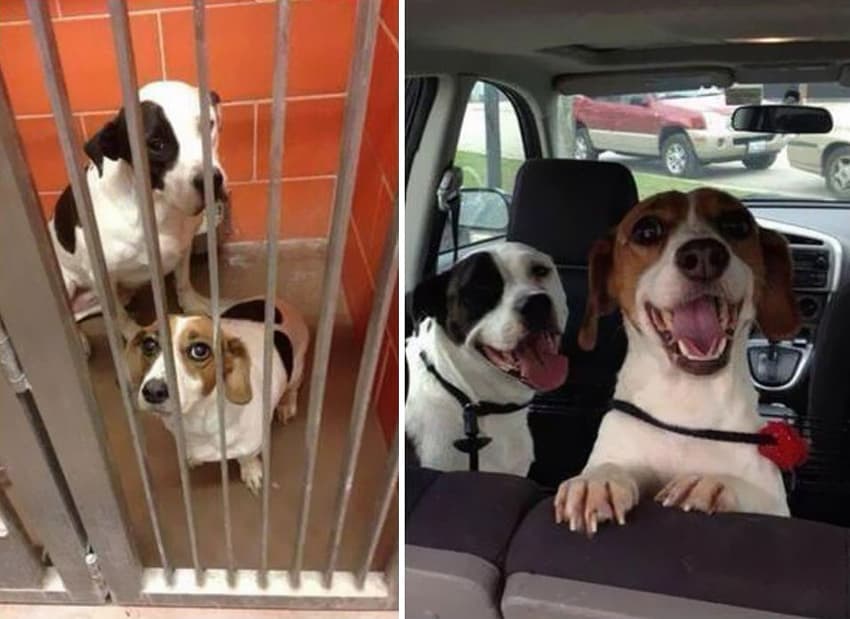 rescatar perros de jaulas a autos