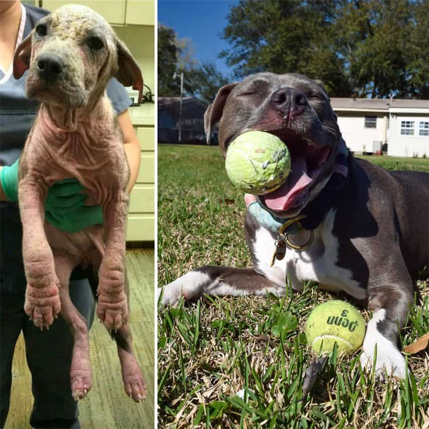 perros de rescate dos años después de haber sido abandonados en el parque