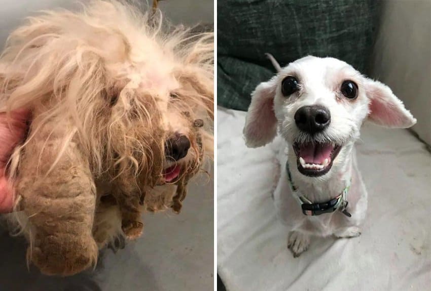 perros-grungy-transformados-rescatados