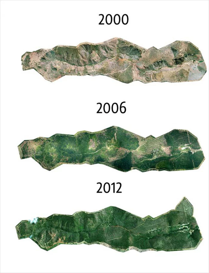 Bosque brasileño 2000 a 2012