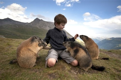 extraño animal marmota