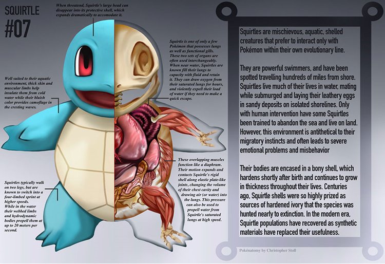 pokemon-anatomía-squirtle