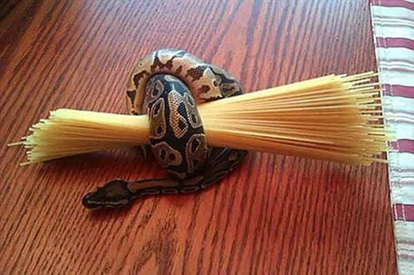 Crap Feed Tips La serpiente tiene pasta