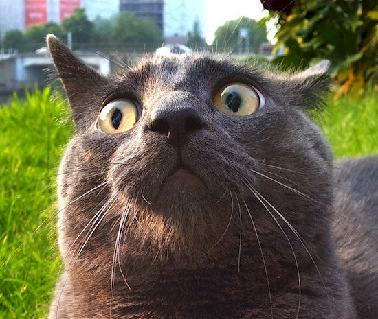 gato mirando sorprendido