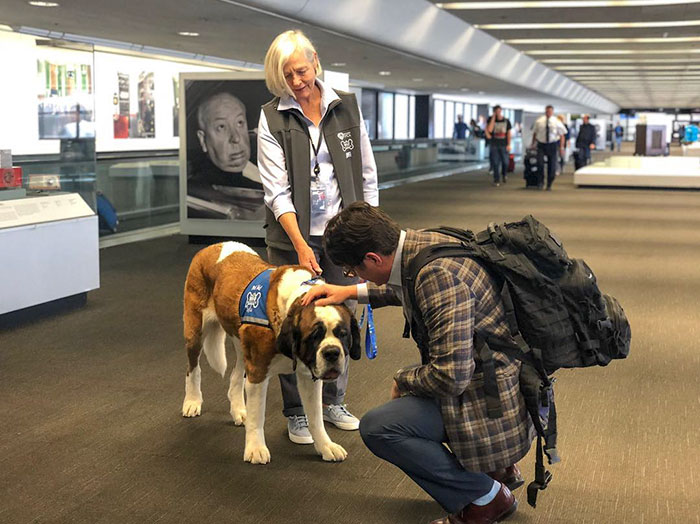Pasajero del aeropuerto en Petting Dog Un miembro de la Brigada Wag