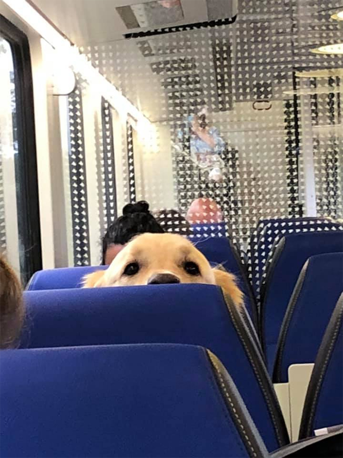 dogpotting en tren