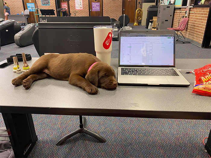 perro compañero de trabajo en el escritorio