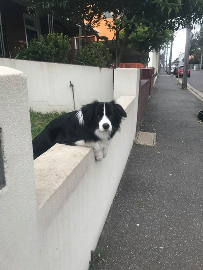 perro perro mirando desde la valla
