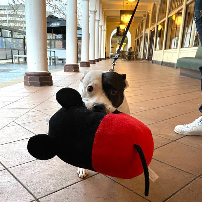 un perro con un juguete de peluche