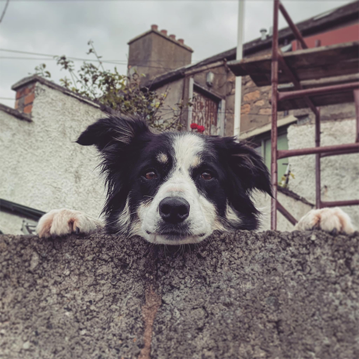 perros tirando perros escaldados sobre la pared