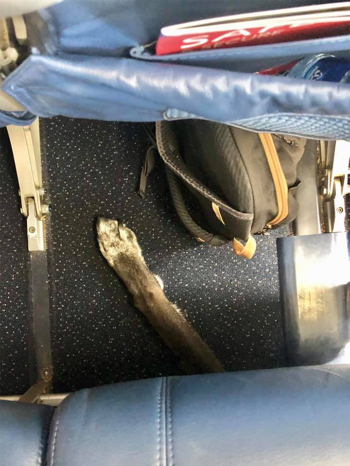 pata de perro debajo del asiento de vuelo