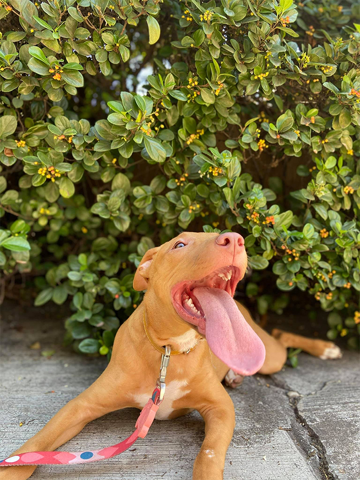 un perro con una lengua larga