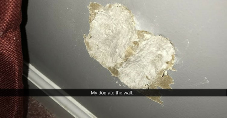 fotos de perro-comiendo-pared-loco